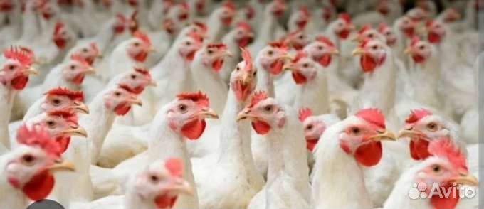 Молодки рыжие, белые