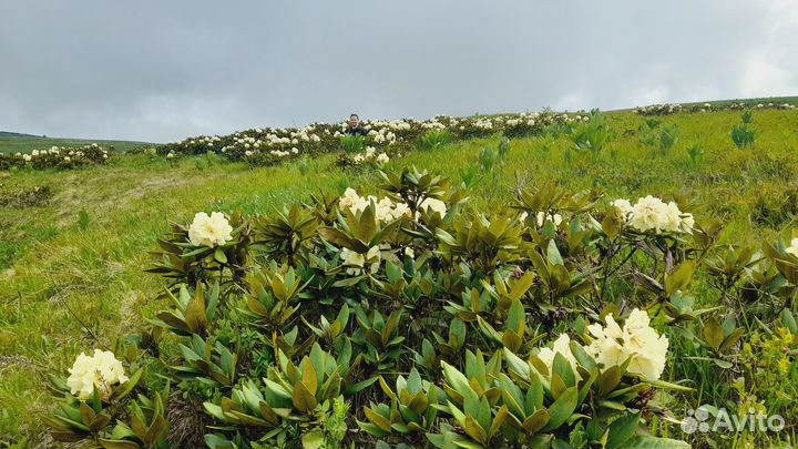 Экскурсии в Адыгее лучше гор только горы