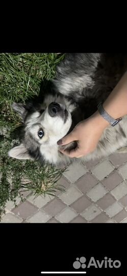 Собаки хаски
