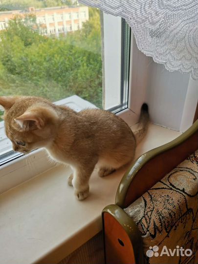 Британская шиншилла