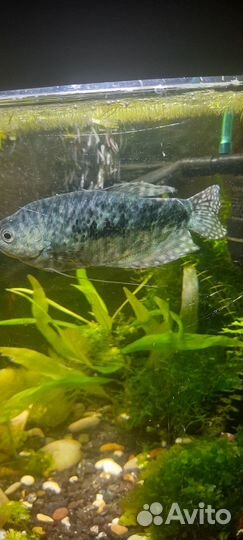 Гурами мраморный