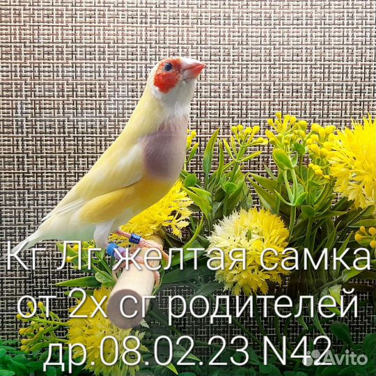 Амадины гульда самка