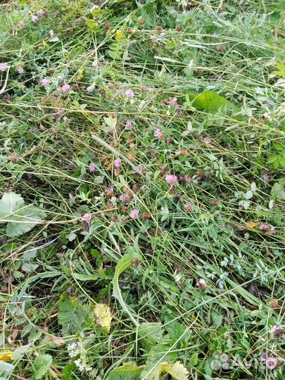 Сено, солома