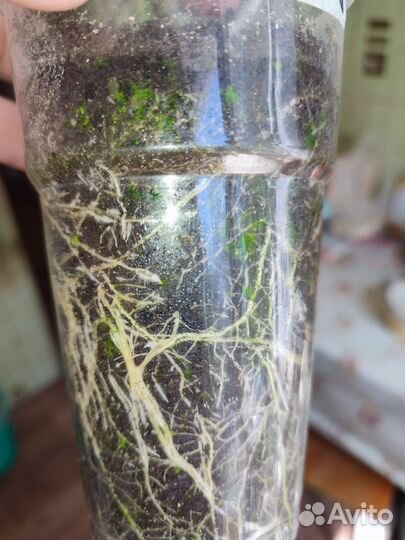 Томаты рассада