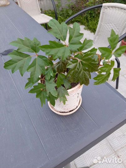 Комеатные растения циссус(домашний виноград)