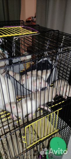 Крысята дамбо