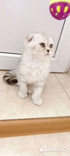 Шотландские вислоухие котята