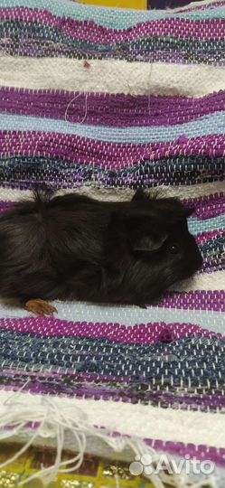 Морские свинки