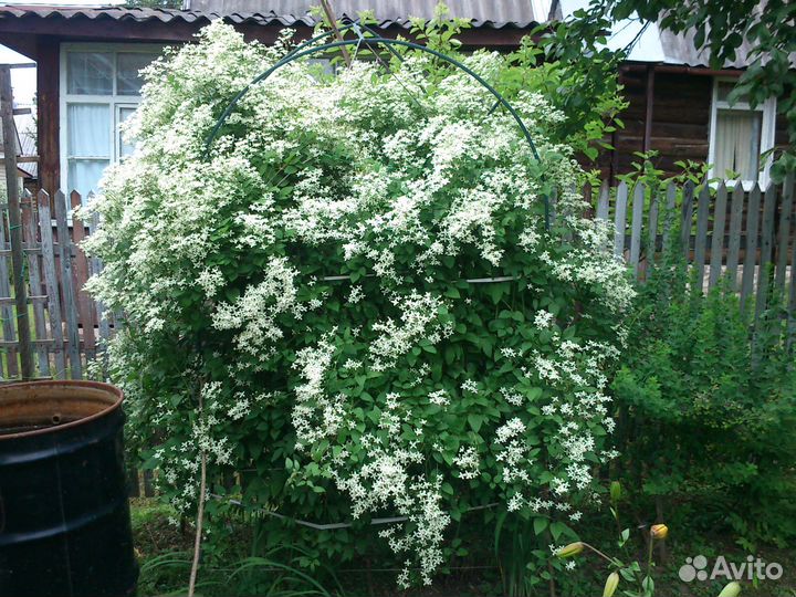 Клематис белый