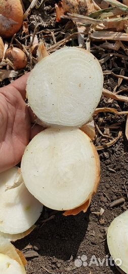 Лук на зелень Штутгарт оптом