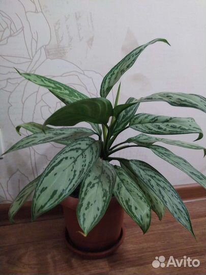 Аглаонема, цена с горшком