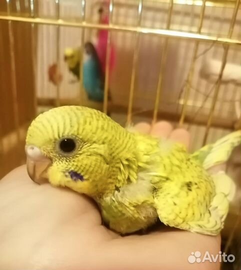 Волнистый попугай самка