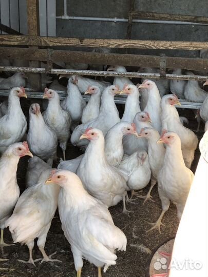 Куры и петушки молодые