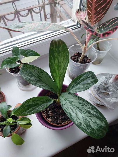 Аглаонема гринлайт, greenlight