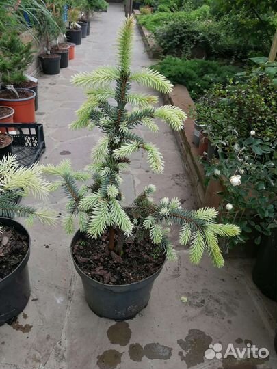 Ель Ян Бычковский