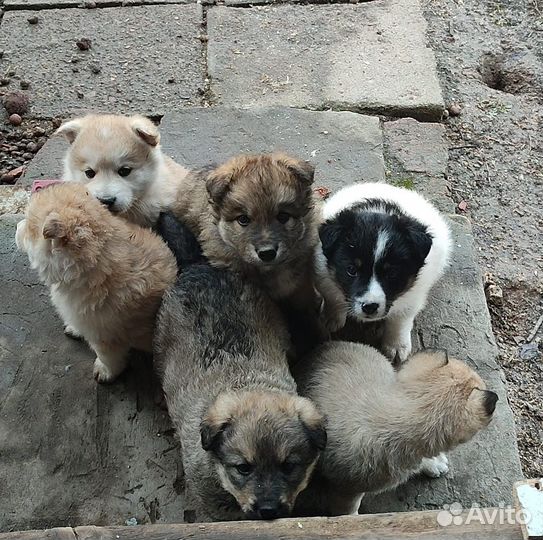 Щенки помесь