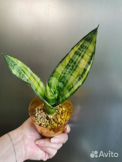 Сансевиерия сортовая