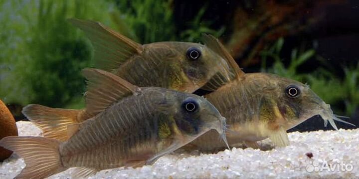 Коридорас Конколор