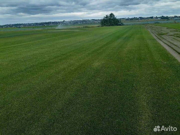 Укладка газона