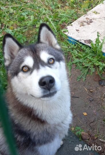 Сибирский хаски почти