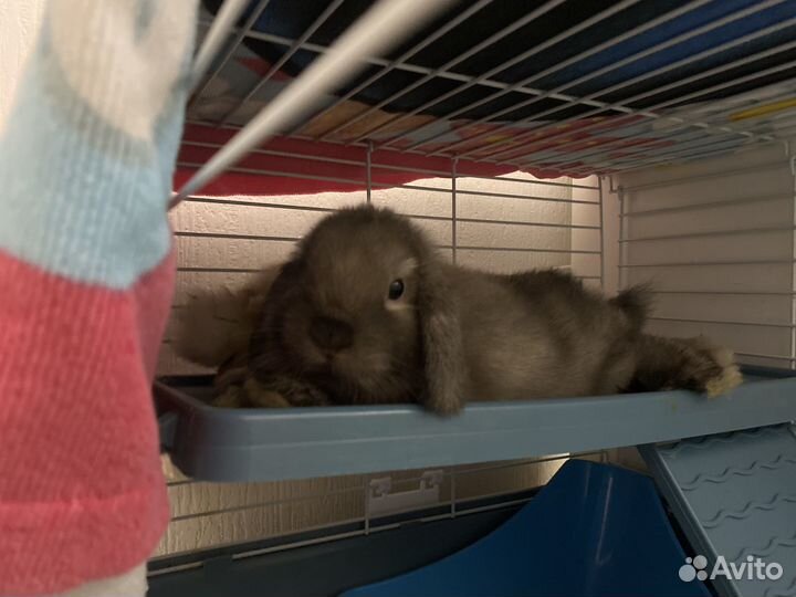 Декоративные кролики