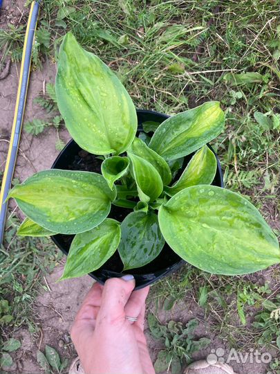 Хосты, лилии в наличие