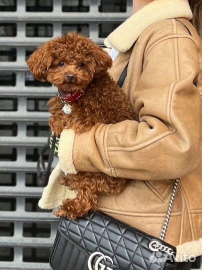 Вязка тикап той пудель red brown