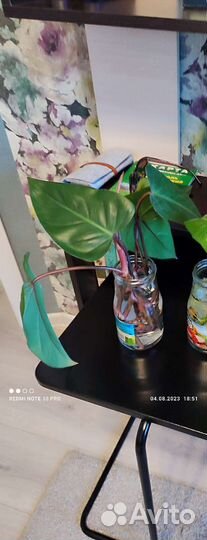 Филодендрон краснеющий (отростки)