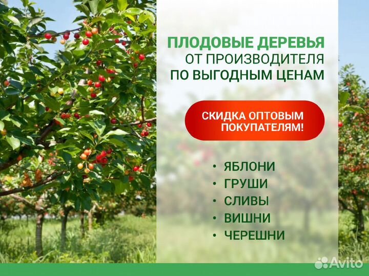 Плодовые деревья. Крупномеры и саженцы