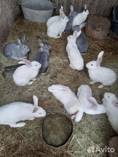Кролики мясных пород