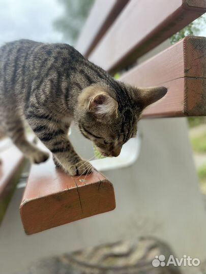 Котенок в добрые руки 3 месяца