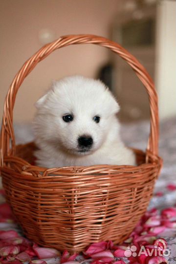 Дворняжечки в дар из приюта