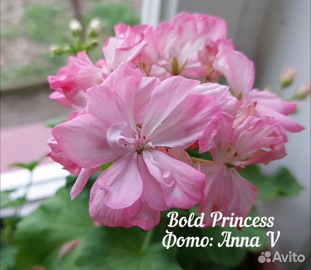 Пеларгонии