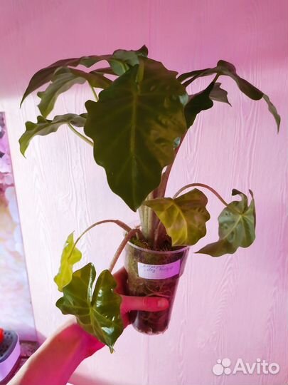 Алоказии детки и клубни