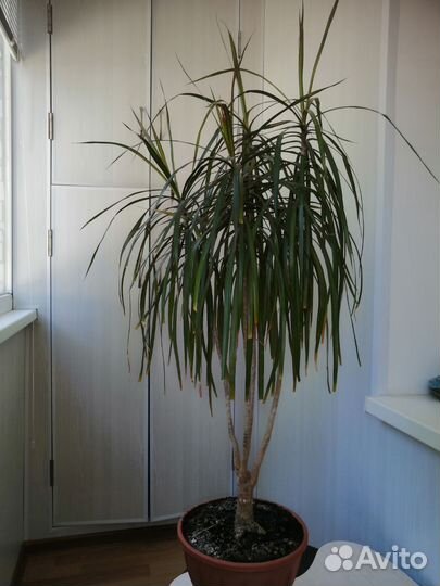 Пальма драцена