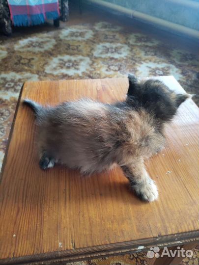 Котенок