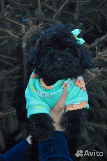 Мальтипушки