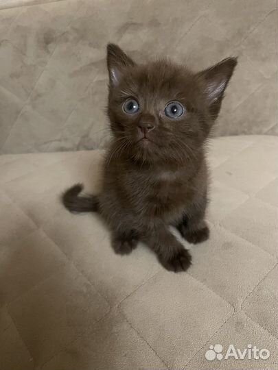 Отдам симпатичных котят