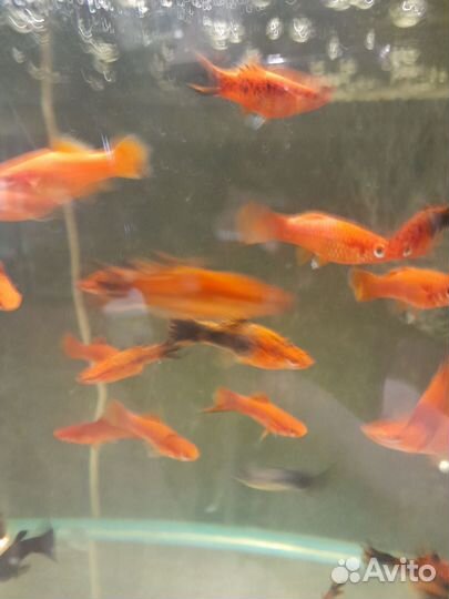 Аквариумные рыбки