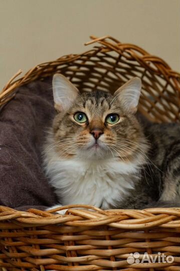 Возьми меня из приюта