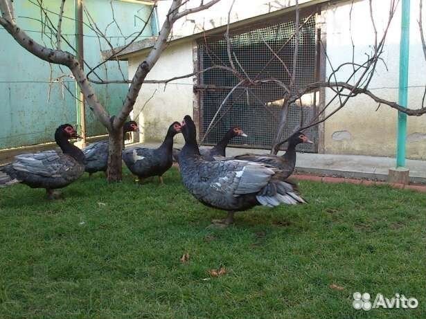 Мускусные утки тяжелые линии