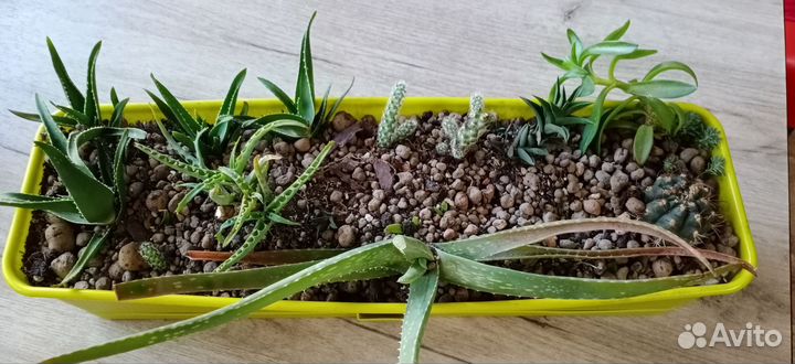 Ящик с суккулентами