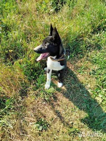 Щенок в добрые руки бесплатно