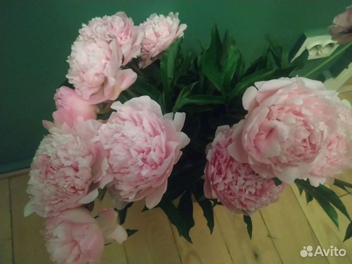 Пионы срезка
