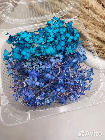 Гортензия сухоцвет