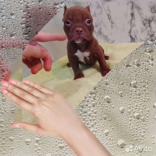 Американский булли покет