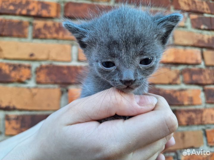 Котенок серый