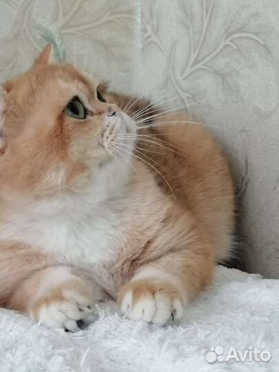 Британская золотая шиншилла. Кот