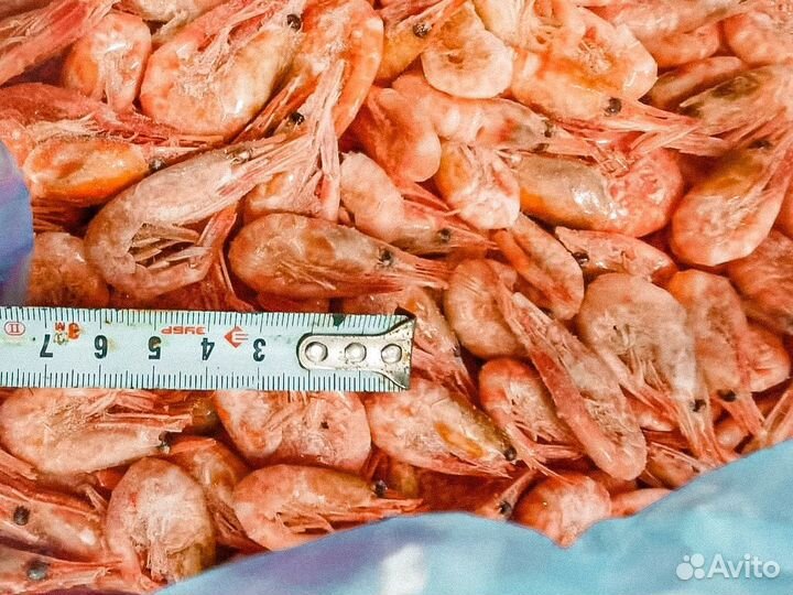 Креветка северная свежая Оптом