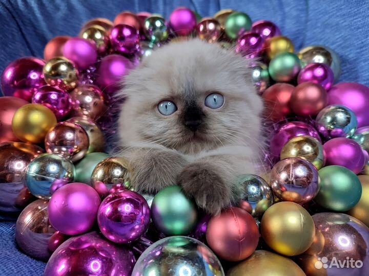 Котята колор поинт